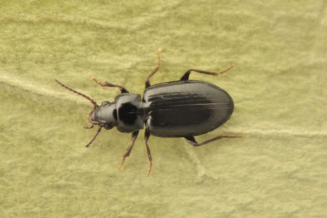 Carabidae: Tachyta nana? S.